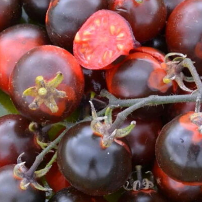 Indigo tomato Fahrenheit Blues Kirsstomat
